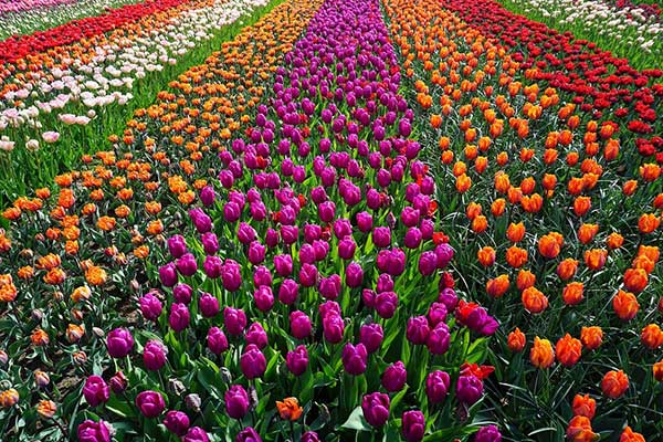 Read more about the article AGROPECUARIA E FLORICULTURA