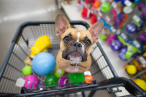 Read more about the article PET SHOP VITTA PET